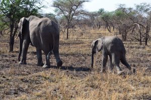 Mother Elephant BAby Elephant